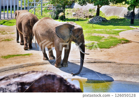African elephant 126050128
