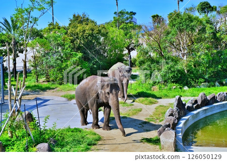 African elephant 126050129