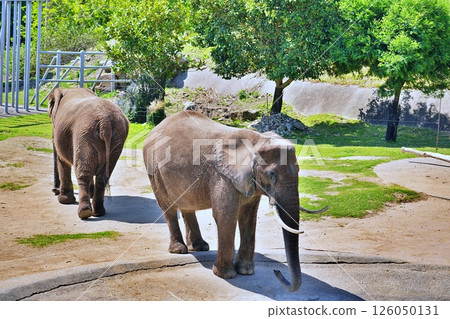 African elephant African elephant 126050131