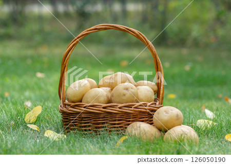 Yellow potatoes in the wicker basket on the green lawn in fall. Yellow potatoes in the wicker basket on the green lawn in fall. 126050190