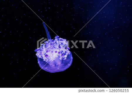 underwater photography jellyfish Cotylorhiza tuberculata, Mediterranean jellyfish 126050255
