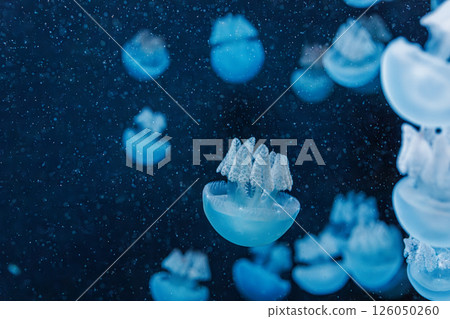 underwater photography jellyfish Blue Blubber Jelly, Catostylus mosaicus underwater photography jellyfish Blue Blubber Jelly, Catostylus mosaicus 126050260