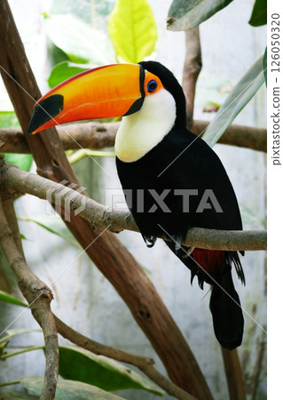 Toucan Toucan 126050320
