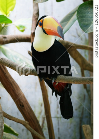 Toucan Toucan 126050323