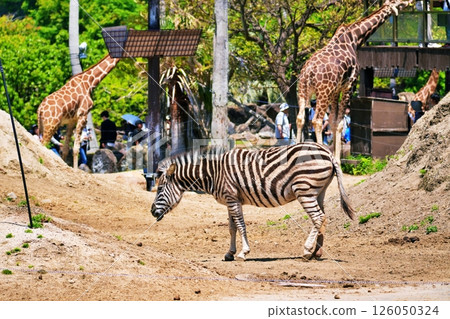 Safari Park scenery Safari Park scenery 126050324