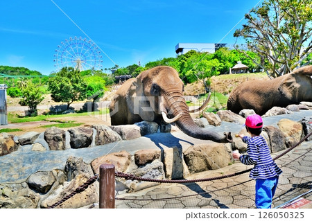 餵養非洲象 126050325