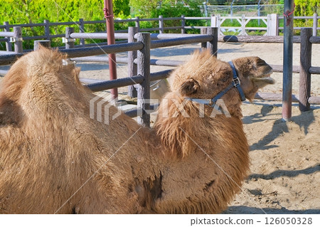 雙峰駝 126050328