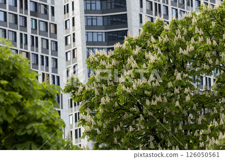 A row of tall buildings with lush flowering chestnut trees in front of them 126050561