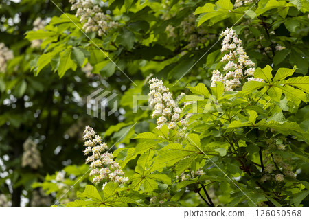 Close-up of a branch of a blossoming chestnut tree Close-up of a branch of a blossoming chestnut tree 126050568