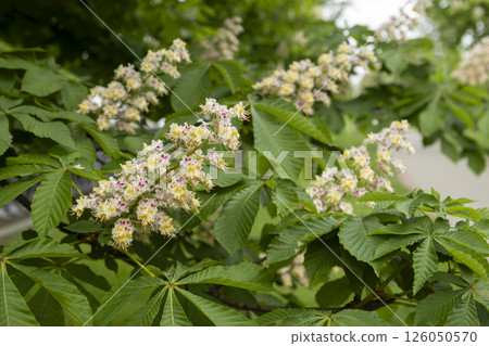 Close-up of a branch of a blossoming chestnut tree Close-up of a branch of a blossoming chestnut tree 126050570