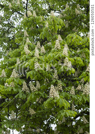 Close-up of a branch of a blossoming chestnut tree Close-up of a branch of a blossoming chestnut tree 126050581