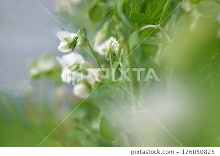Pea flowers Pea flowers 126050825
