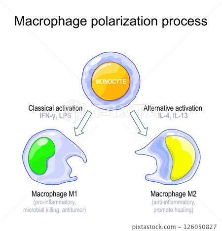 Macrophage polarization process Macrophage polarization process 126050827