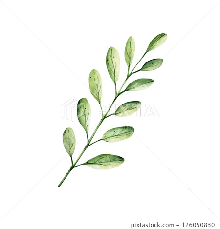 Green simple spring branch with leaves. Watercolor twig. Hand drawn wildflower illustration isolated on background, transparent png. Botanical and wedding illustration. Baby shower design elements Green simple spring branch with leaves. Watercolor twig. Hand drawn wildflower illustration isolated on background, transparent png. Botanical and wedding illustration. Baby shower design elements 126050830