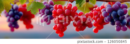 Freshly Harvested Grapes Hanging on Vines During Sunset in a Vineyard 126050845
