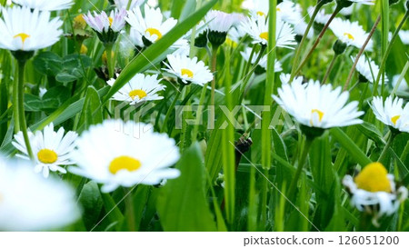CLose up of chamomille field 126051200