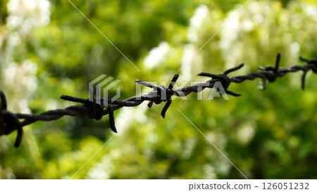 Barbwire against green background 126051232