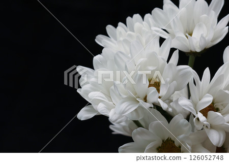 White chrysanthemum on a black background 126052748