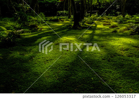 Gionji Temple Moss Garden 126053317