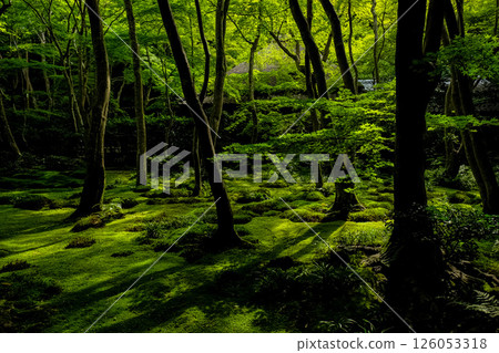 Gionji Temple Moss Garden 126053318