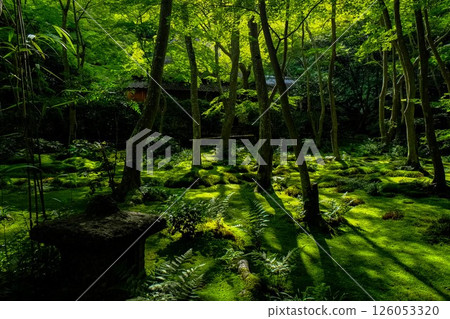 祗園寺苔蘚花園 祗園寺苔蘚花園 126053320