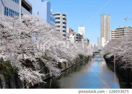 東京城市景觀:目黑川沿岸的櫻花 東京城市景觀:目黑川沿岸的櫻花 126053675