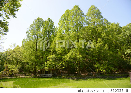 京都市左京區上高野寶池公園 京都市左京區上高野寶池公園 126053746