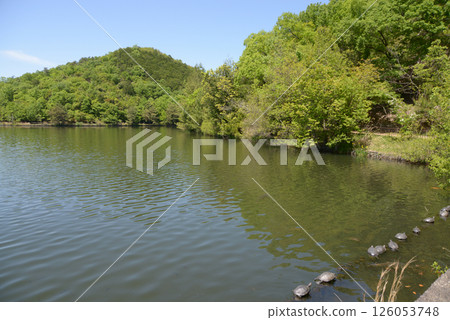 京都市左京區上高野市寶龜公園、寶龜池龜 京都市左京區上高野市寶龜公園、寶龜池龜 126053748