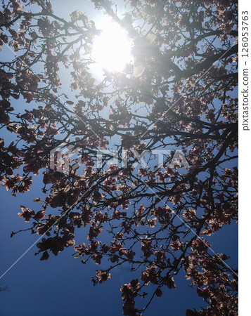 Magnolia Tree Blooming in Spring During a Sunny Day 126053763