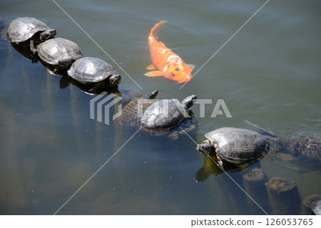 Carp and turtle in the pond Carp and turtle in the pond 126053765