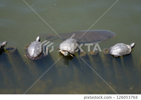 Carp and turtle in the pond Carp and turtle in the pond 126053768