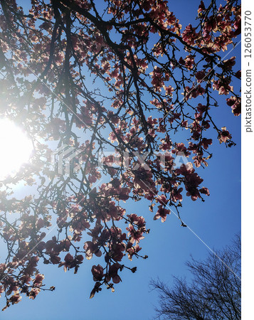 Magnolia Tree Blooming in Spring During a Sunny Day Magnolia Tree Blooming in Spring During a Sunny Day 126053770