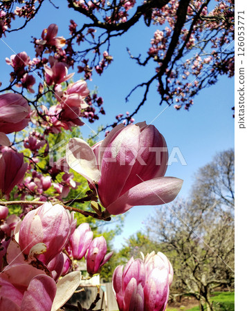 Magnolia Tree Blooming in Spring During a Sunny Day 126053771