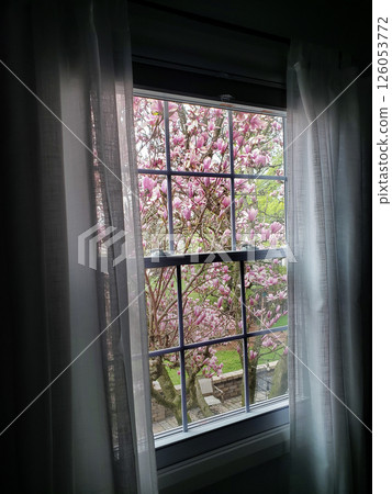 Blooming Magnolia Tree Seen Through a Window Blooming Magnolia Tree Seen Through a Window 126053772