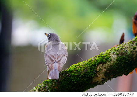 American Robin Sitting on a Tree Branch American Robin Sitting on a Tree Branch 126053777