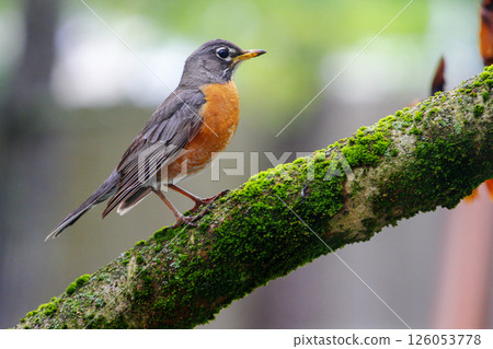 American Robin Sitting on a Tree Branch American Robin Sitting on a Tree Branch 126053778
