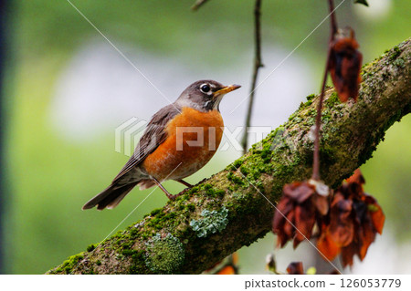 American Robin Sitting on a Tree Branch American Robin Sitting on a Tree Branch 126053779