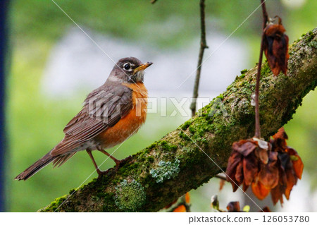 American Robin Sitting on a Tree Branch American Robin Sitting on a Tree Branch 126053780