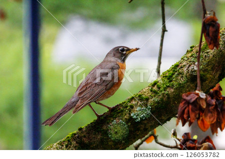 American Robin Sitting on a Tree Branch American Robin Sitting on a Tree Branch 126053782
