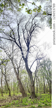 Bluebell Trail, Three Creeks Metro Park, Columbus, Ohio 126053789