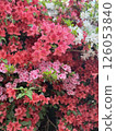 紅杜鵑花 126053840
