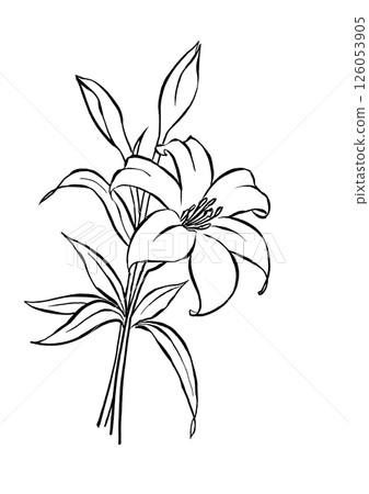 簡單的百合花插圖 簡單的百合花插圖 126053905