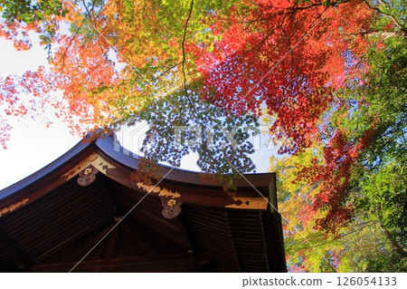 Kyoto Rabbit Shrine: Okazaki Shrine 126054133