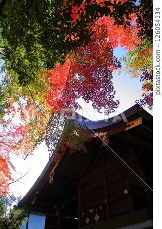 Kyoto Rabbit Shrine: Okazaki Shrine 126054134