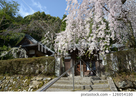 Iwaya-ji Temple, weeping cherry blossoms at the temple gate, Yamashina Ward, Kyoto City Iwaya-ji Temple, weeping cherry blossoms at the temple gate, Yamashina Ward, Kyoto City 126054180