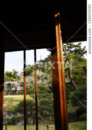 日本橫濱櫻花盛開的春天花園風景 日本橫濱櫻花盛開的春天花園風景 126054205