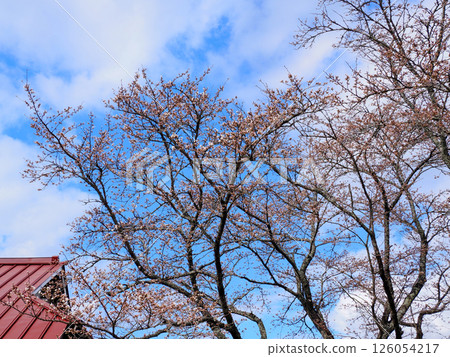 山口市阿東德佐德佐八幡宮一排櫻花樹 126054217