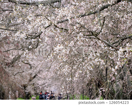 Row of cherry blossom trees at Tokusa Hachimangu Shrine in Ato Tokusa, Yamaguchi City 126054223