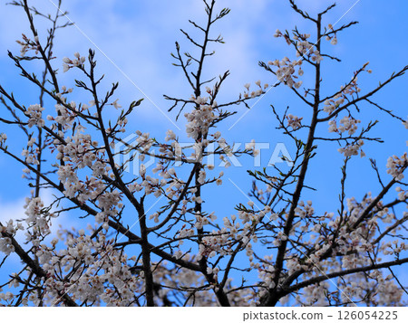 Row of cherry blossom trees at Tokusa Hachimangu Shrine in Ato Tokusa, Yamaguchi City Row of cherry blossom trees at Tokusa Hachimangu Shrine in Ato Tokusa, Yamaguchi City 126054225