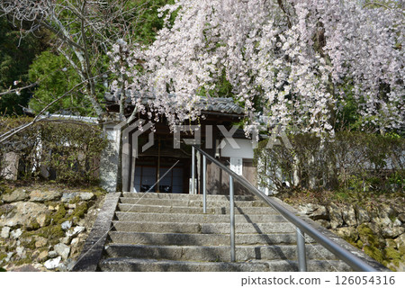 京都市山科區岩屋寺山門垂枝櫻花 京都市山科區岩屋寺山門垂枝櫻花 126054316